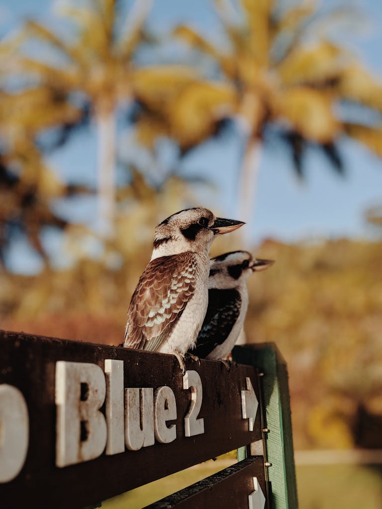 Brown and White Birds